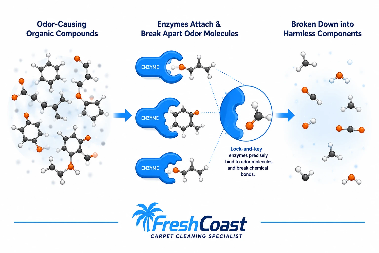 Professional enzyme-based carpet odor removal treatment in a bright home