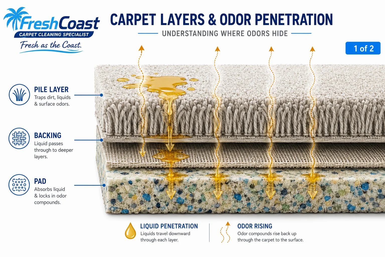 Fresh smelling home interior with clean carpet after odor treatment